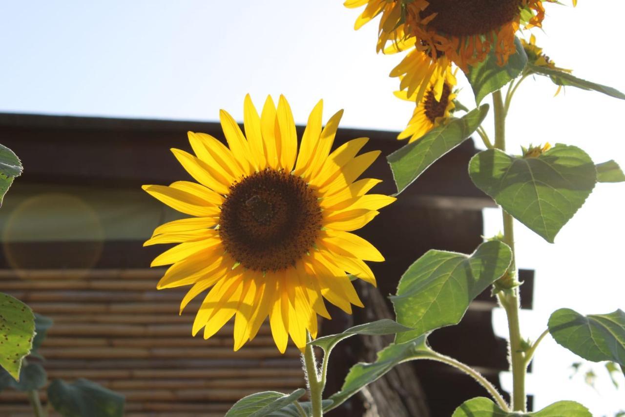 Il Girasole Alloggio Vila Fluminimaggiore Exterior foto